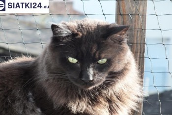 Siatki Łańcut - Zabezpieczenie balkonu siatką - Kocia siatka - bezpieczny kot dla terenów Łańcuta